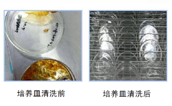 洗瓶機(jī)清洗培養(yǎng)皿前后對比